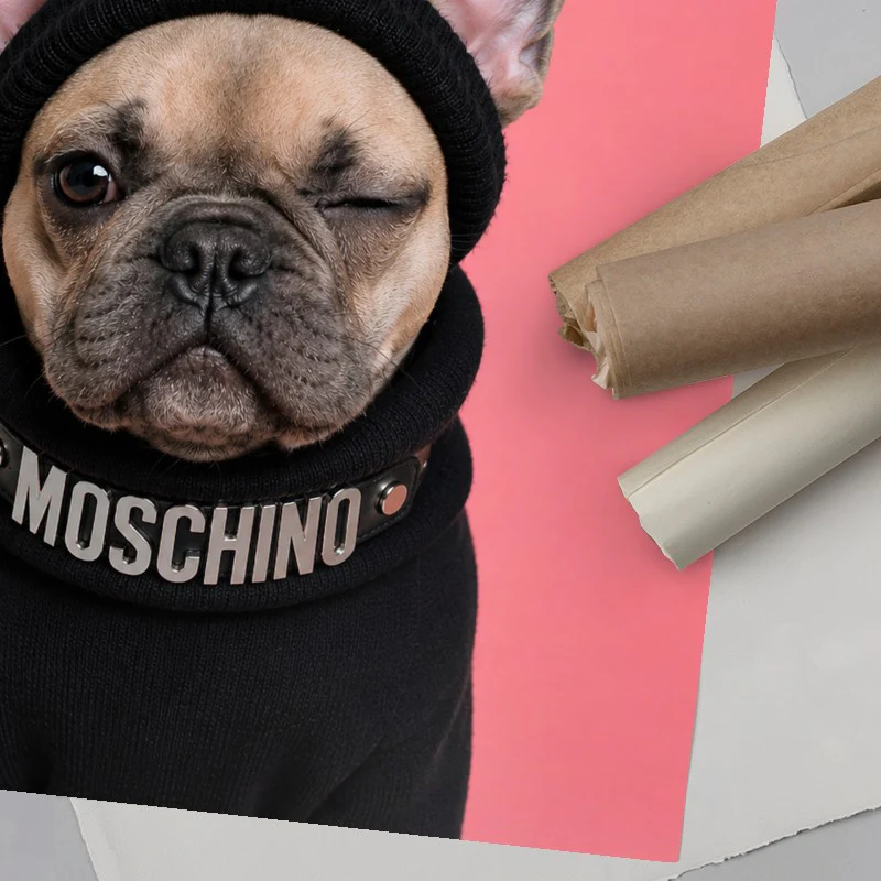 Dogue French Bulldog - Image 6