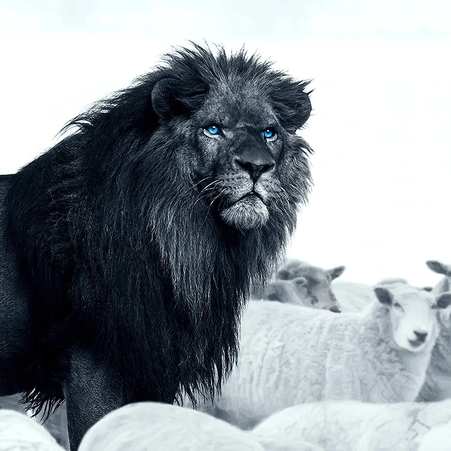 Lion Among Sheep Canvas - Image 4