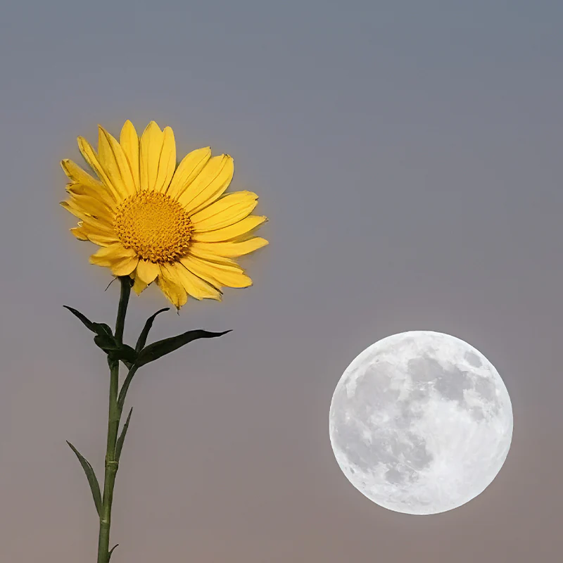 Peace Blossoms - Image 5