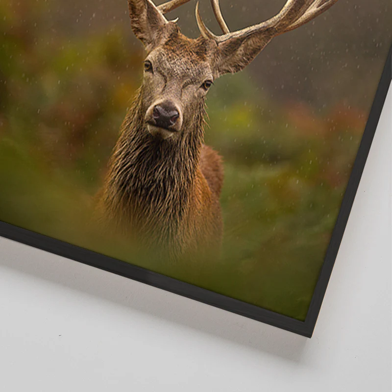 Peace My Deer - Image 4