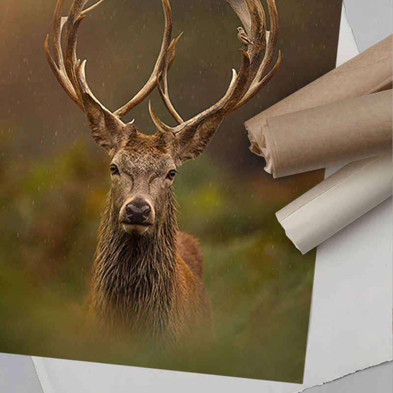 Peace My Deer - Image 6